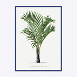 Hyophorbe Verschaffelti