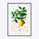 Citrus Limonium