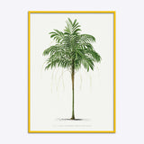 Areca Monostachya