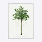 Areca Monostachya