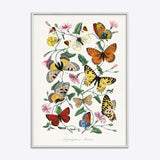 Butterflies 2