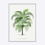 Cocos Weddeliana