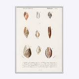 Mollusks