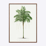 Areca Monostachya