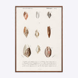 Mollusks