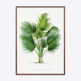 Thrinax Barbadensis