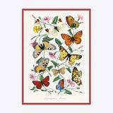 Butterflies 2