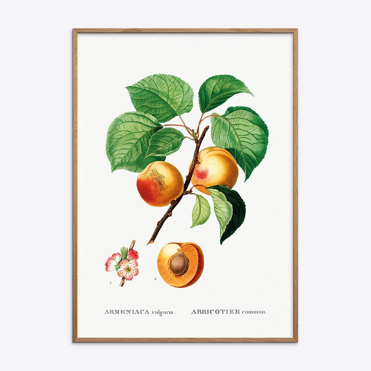 Plakat med botanisk illustration af abrikosgrene og blomster i træramme