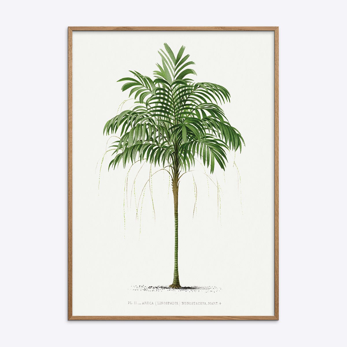 Plakat med Areca Monostachya i naturlig træramme, fremhæver plantens elegante blade og stilfulde design.