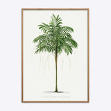 Areca Monostachya
