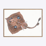 Blue Eyed Ray