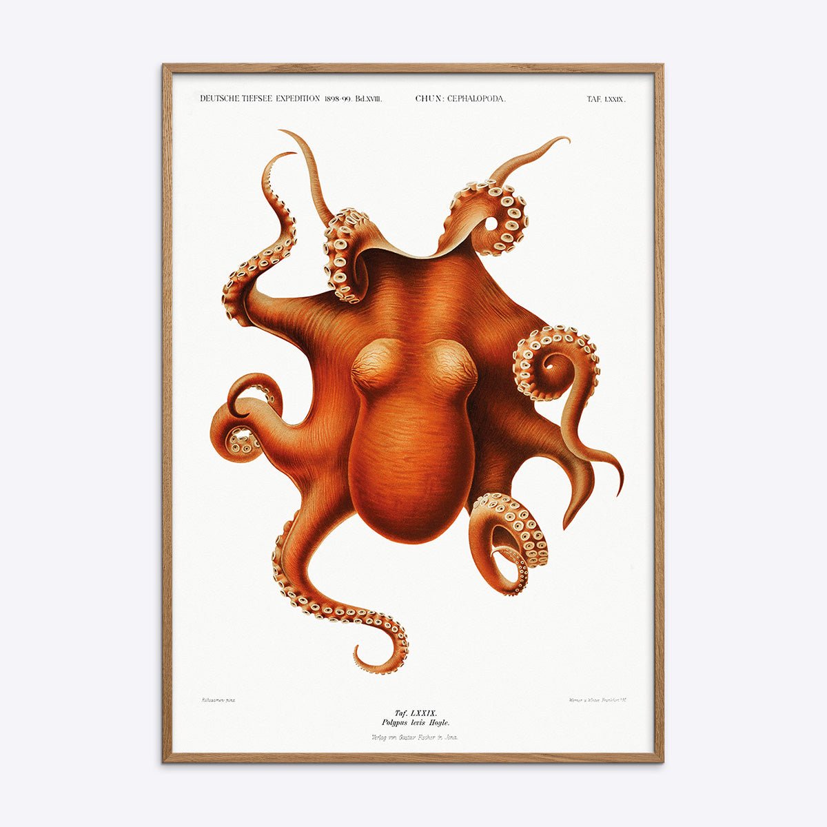 Vintage Cephalopod blæksprutte plakat i en naturlig egetræsramme fra Poster Society.