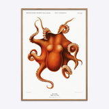 Cephalopod
