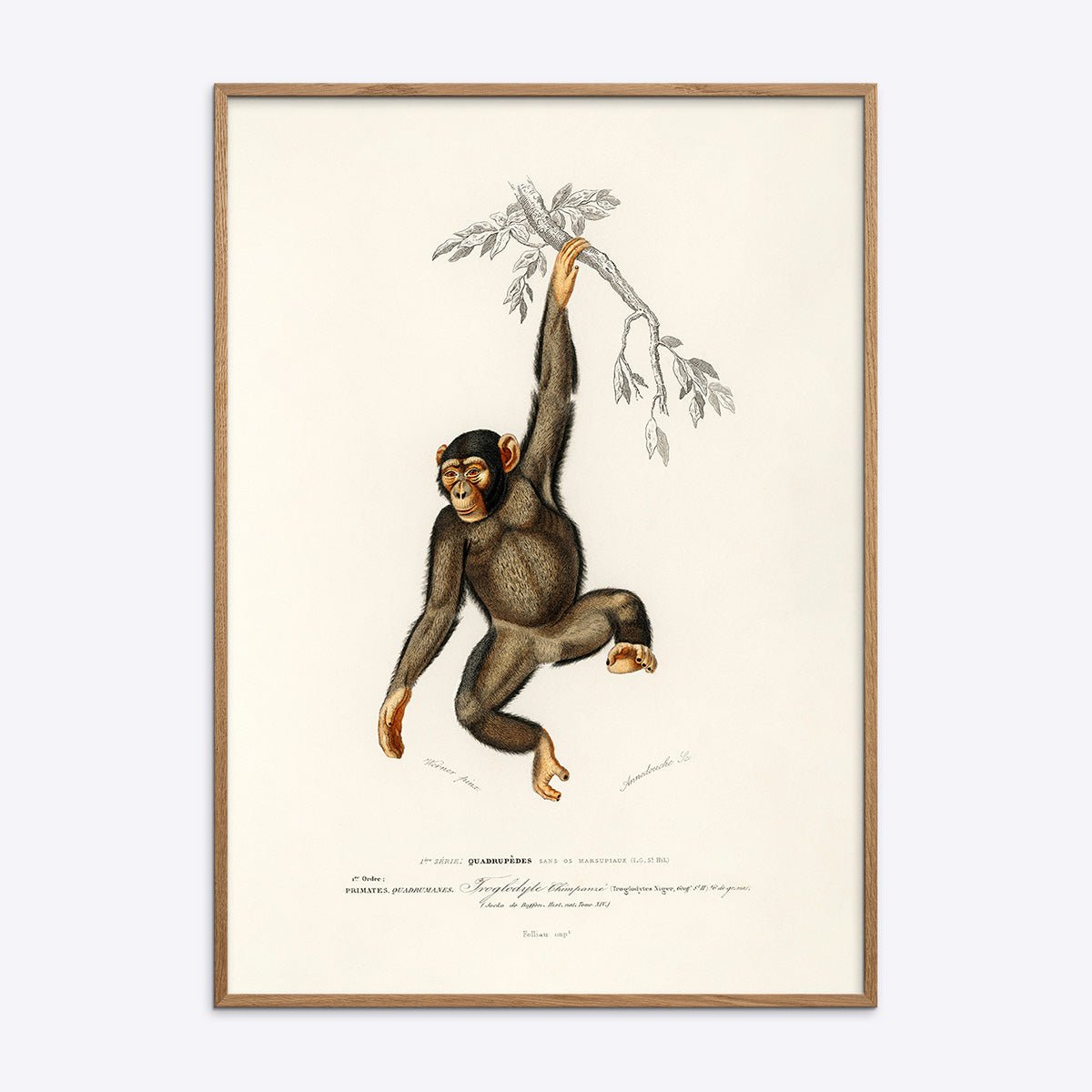 Plakat med illustration af chimpanse i egetræsramme hængende fra gren