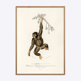 Chimpanzee