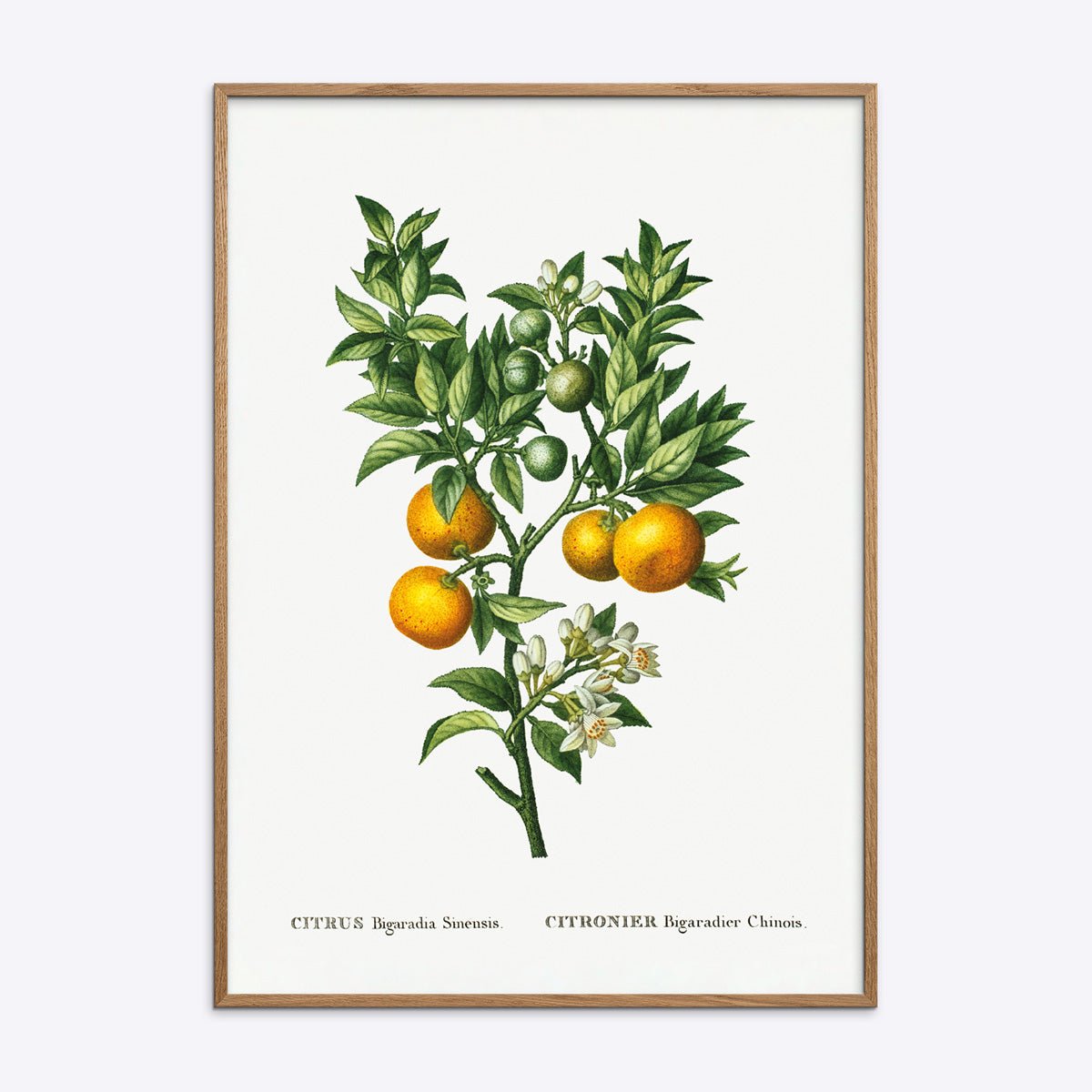 Plakat af citrusgren med orange frugter og hvide blomster i egetræsramme.