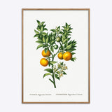 Citrus Bigaradia Sinensis