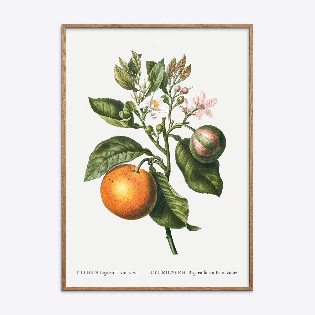 Botanisk citrusplakat med orange frugter, grønne blade og lyserøde blomster i egetræsramme.