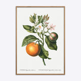 Citrus Bigaradia Violacea