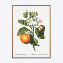 Botanisk citrusplakat med orange frugter, grønne blade og lyserøde blomster i egetræsramme.