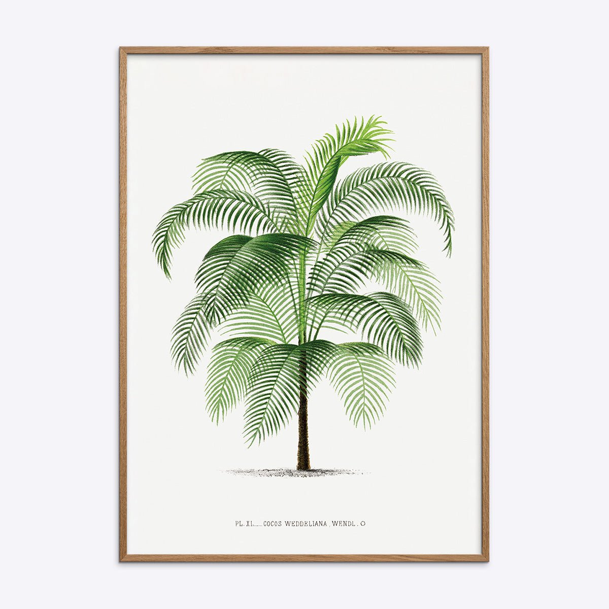 Plakat med Cocos Weddeliana i naturlig træramme, perfekt til indretning med et tropisk touch.