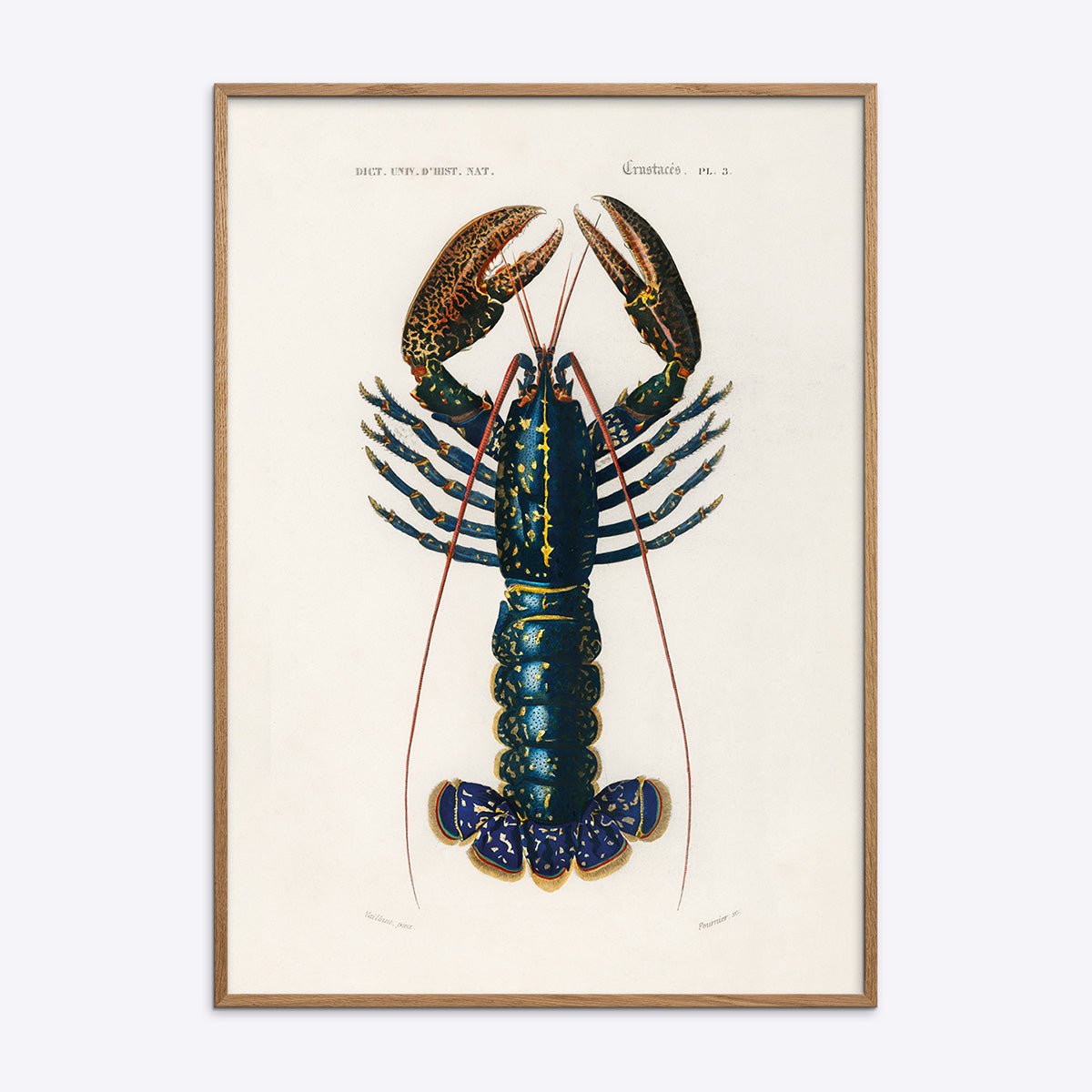 Plakat med motiv af crimson crawfish i naturlig træramme, perfekt til hjemmet eller kontoret, tilføjer et strejf af natur.