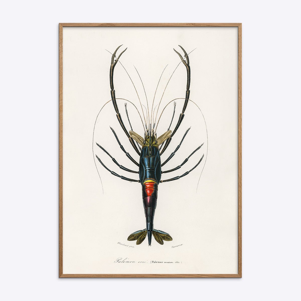 Plakat med motiv af crimson crawfish i naturlig træramme, ideel til indretning med et maritimt tema.