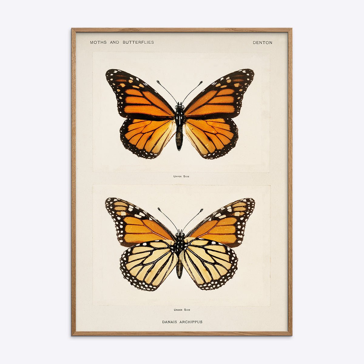 Plakat med illustration af Danais Archippus sommerfugl i en natur egetræsramme fra Poster Society.