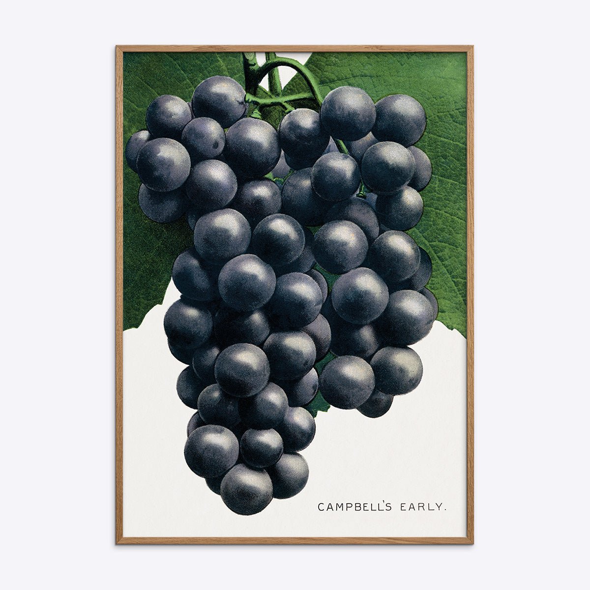 Plakat med motiv af Campbells Early Grape druer i naturlig træramme, perfekt til vinelskere og køkkenindretning.