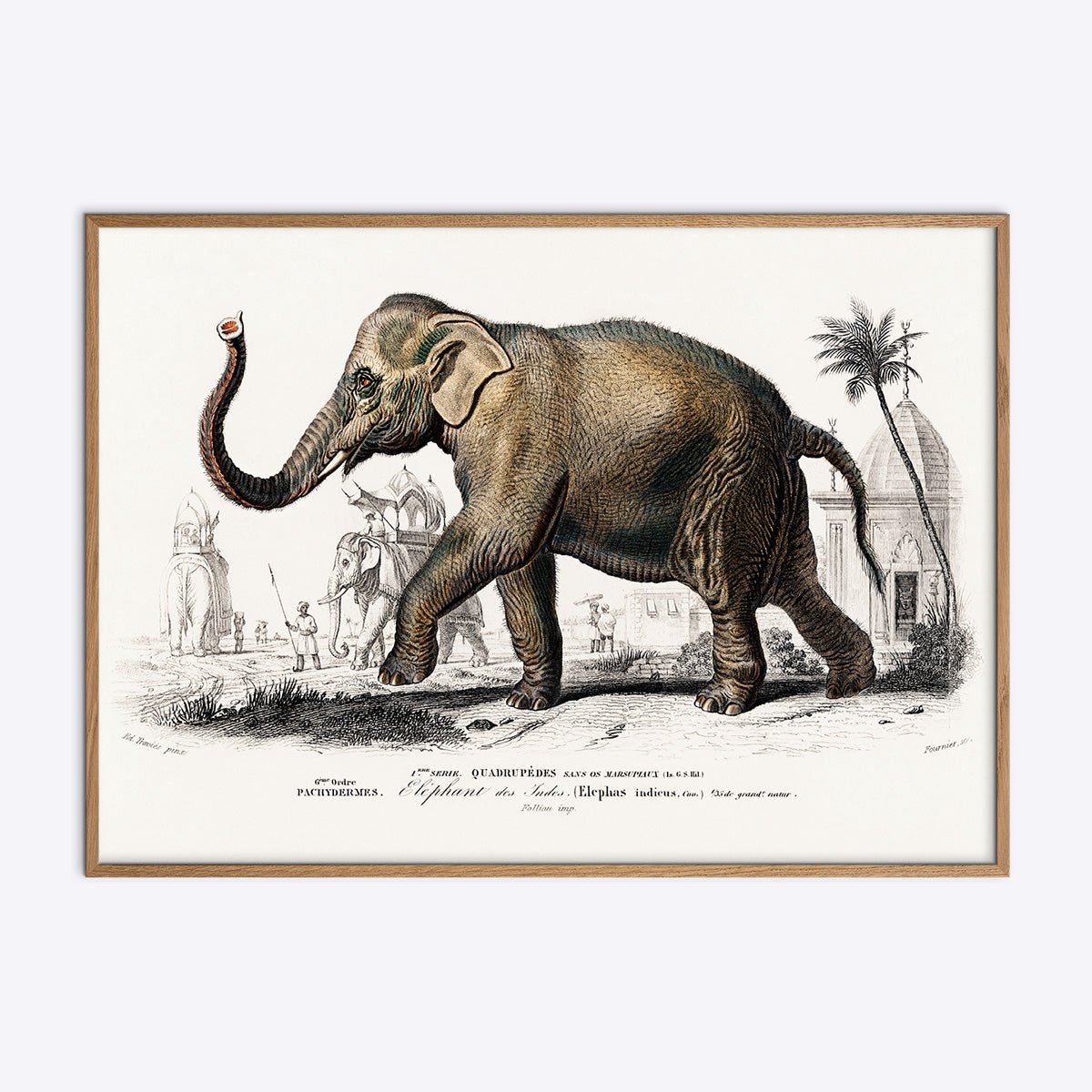 Plakat med illustration af en elefant i natur egetræsramme