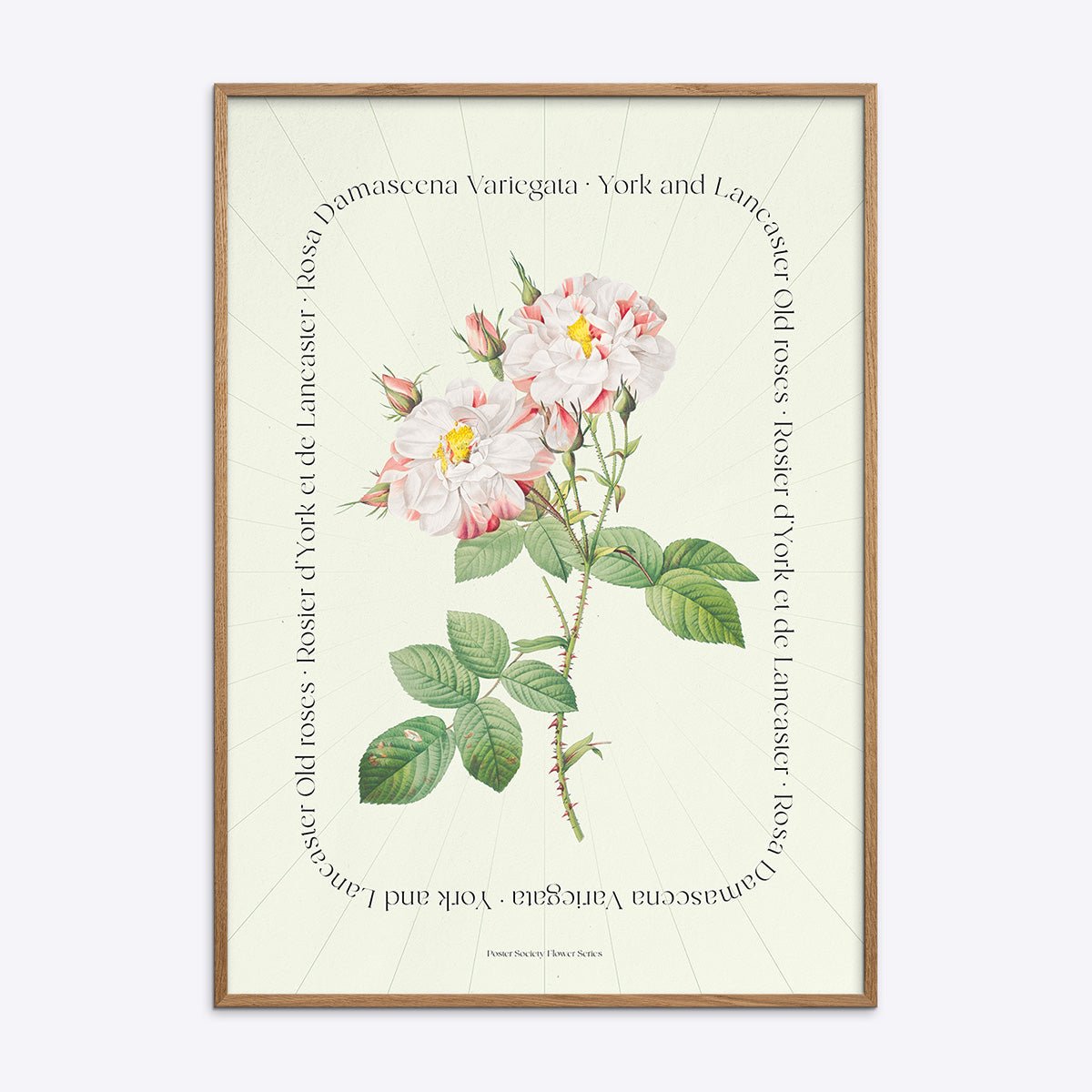 Plakat med York and Lancaster rose i træramme.