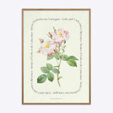 Flower Series - York and Lancaster Rose