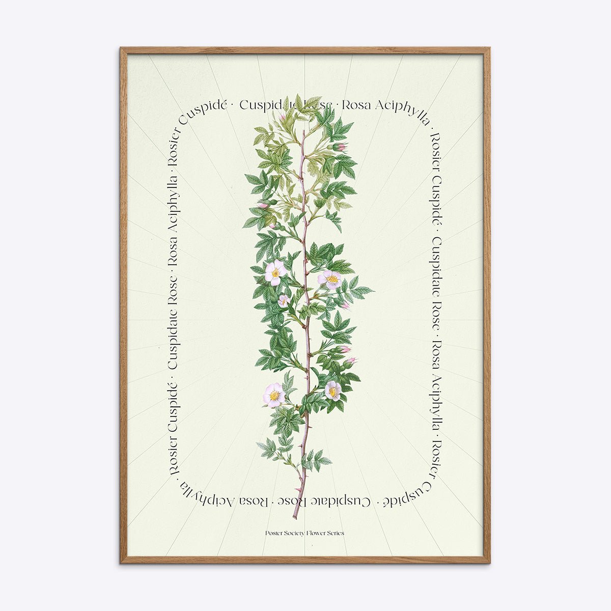 Plakat med botanisk illustration af Rosa Aciphylla i egnet træramme