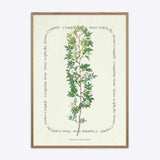 Flower Series - Rosa Aciphylla
