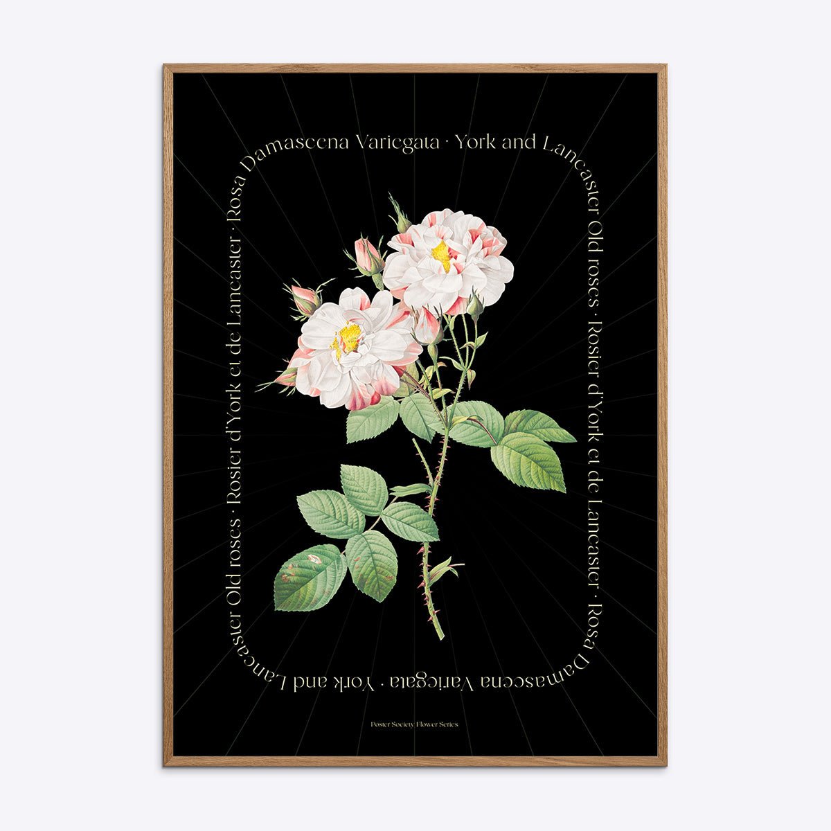 Plakat med York og Lancaster rose botanisk illustration i egetræsramme på sort baggrund