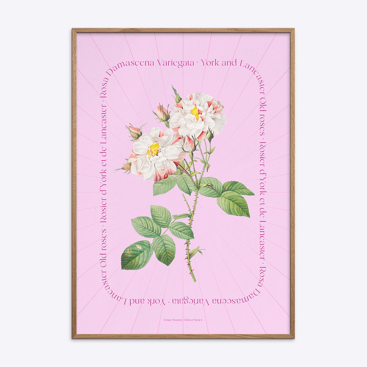 Plakat med Flower Series Pink Edit rose, illustration i træramme.