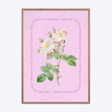 Flower Series - York and Lancaster Rose - PINK EDIT