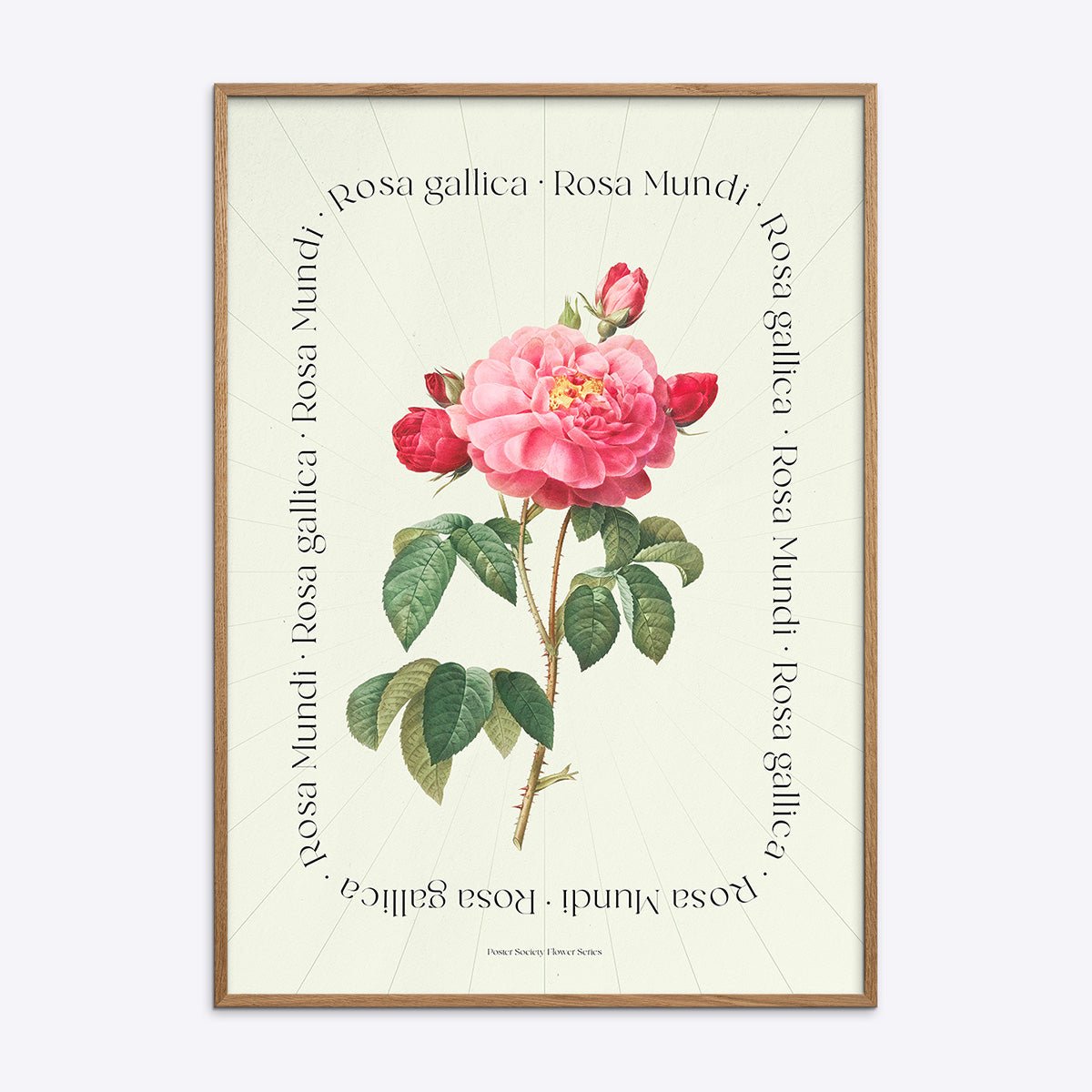 Plakat med illustration af Rosa Mundi Rosa Gallica i træramme.