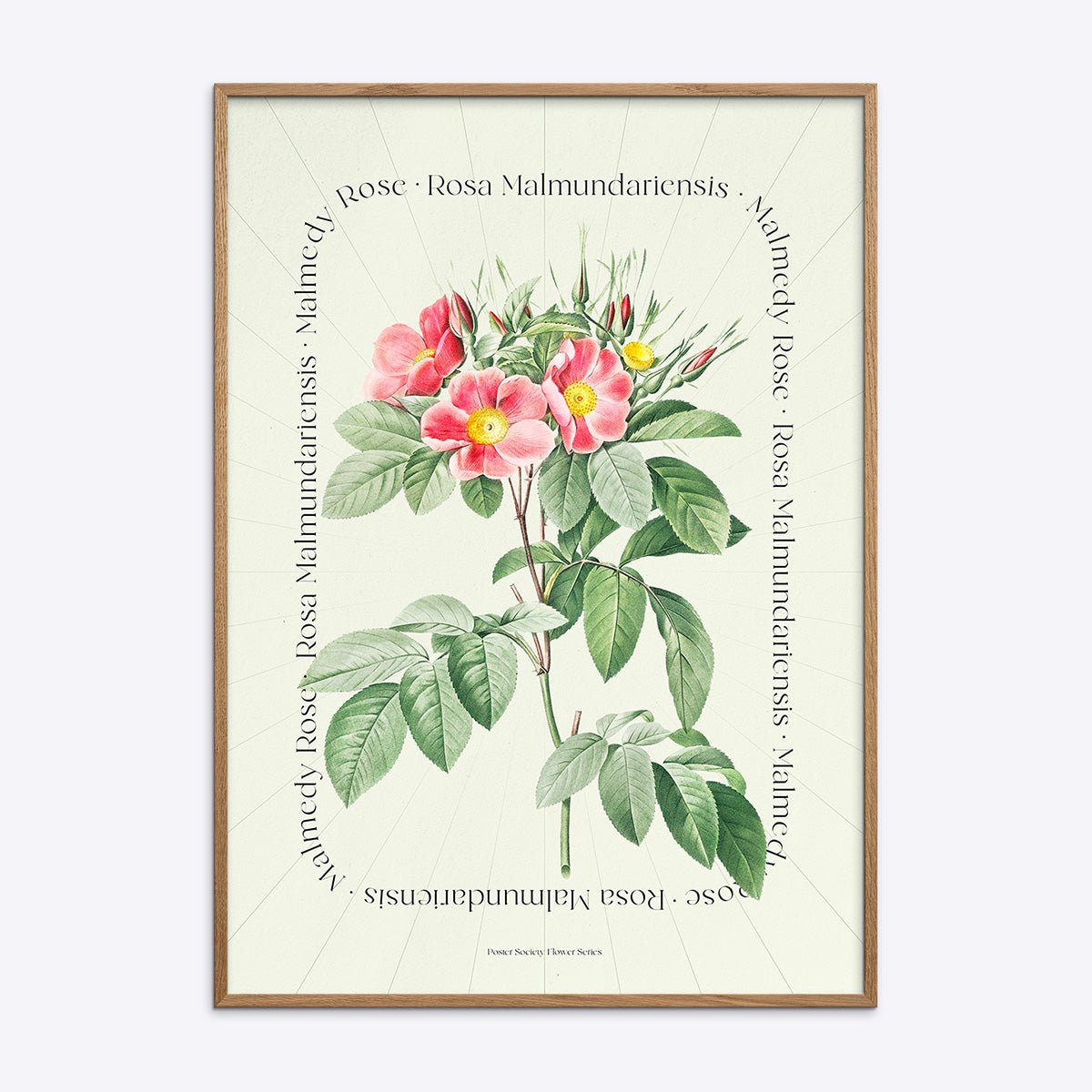 Plakat med botanisk illustration af en Malmedy Rose i træramme
