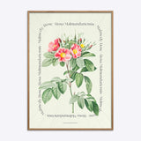 Flower Series - Malmedy Rose