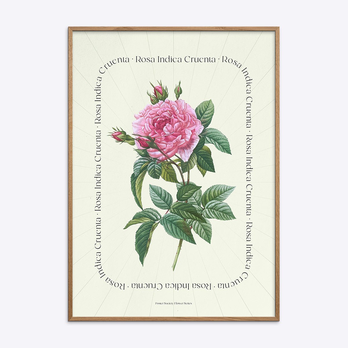 Natur Flower Series plakat, Rosa Indica Cruenta blomst i træramme.