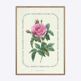 Flower Series - Rosa Indica Cruenta