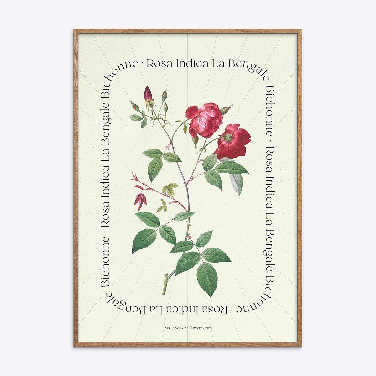 Plakat med rød rose, Rosa Indica La Bengale, i egetræsramme