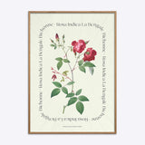 Flower Series - Rosa Indica