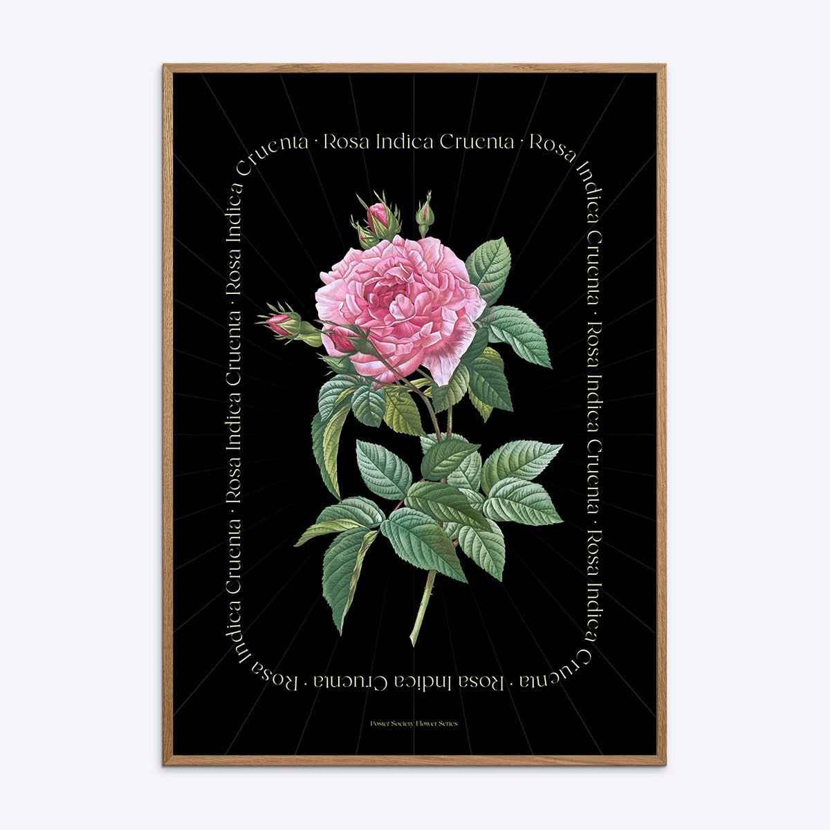 Plakat med Flower Series Rosa Indica Cruenta illustration i egetræsramme