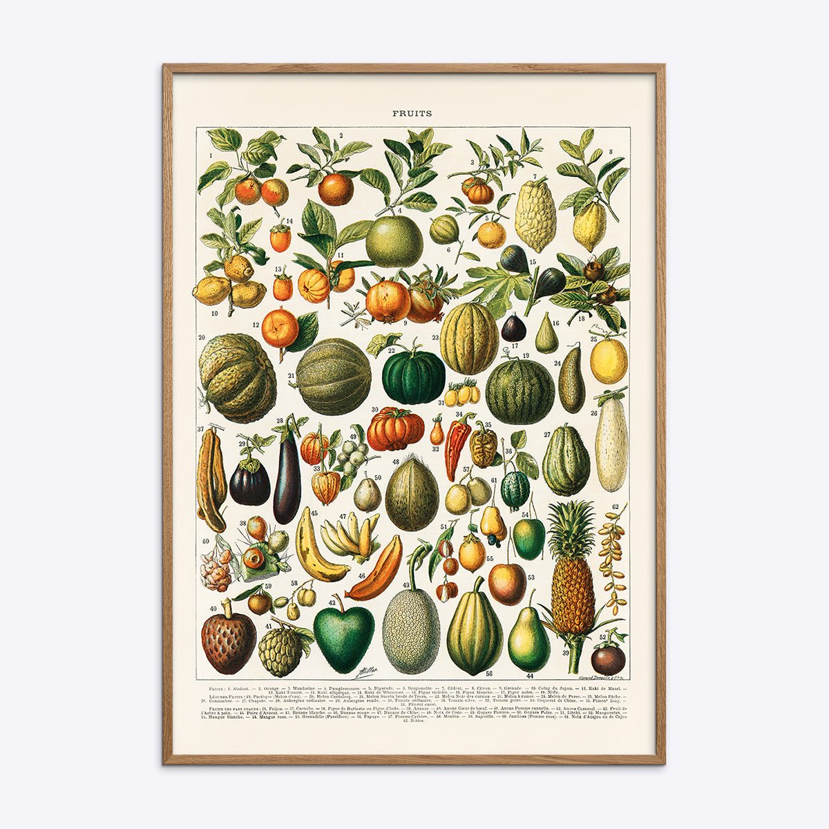Plakat med illustrationer af forskellige frugter, herunder æbler, pærer, meloner og citrusfrugter, arrangeret i et gittermønster.