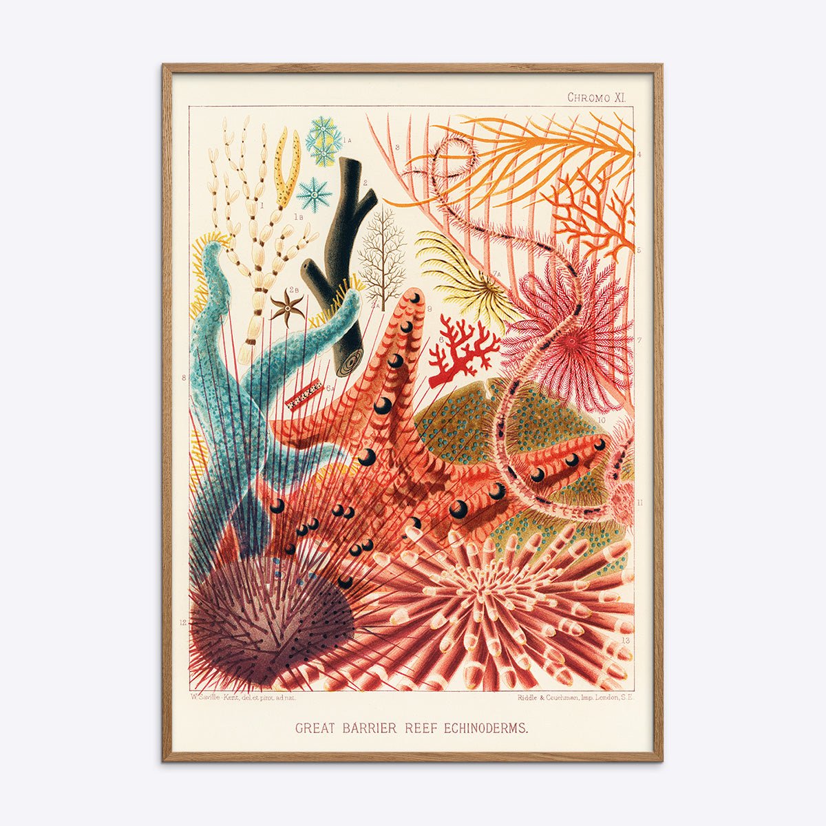 Plakat med illustration af Great Barrier Reefs pighuder i egetræsramme