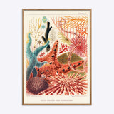 Great Barrier Reef Echinoderms