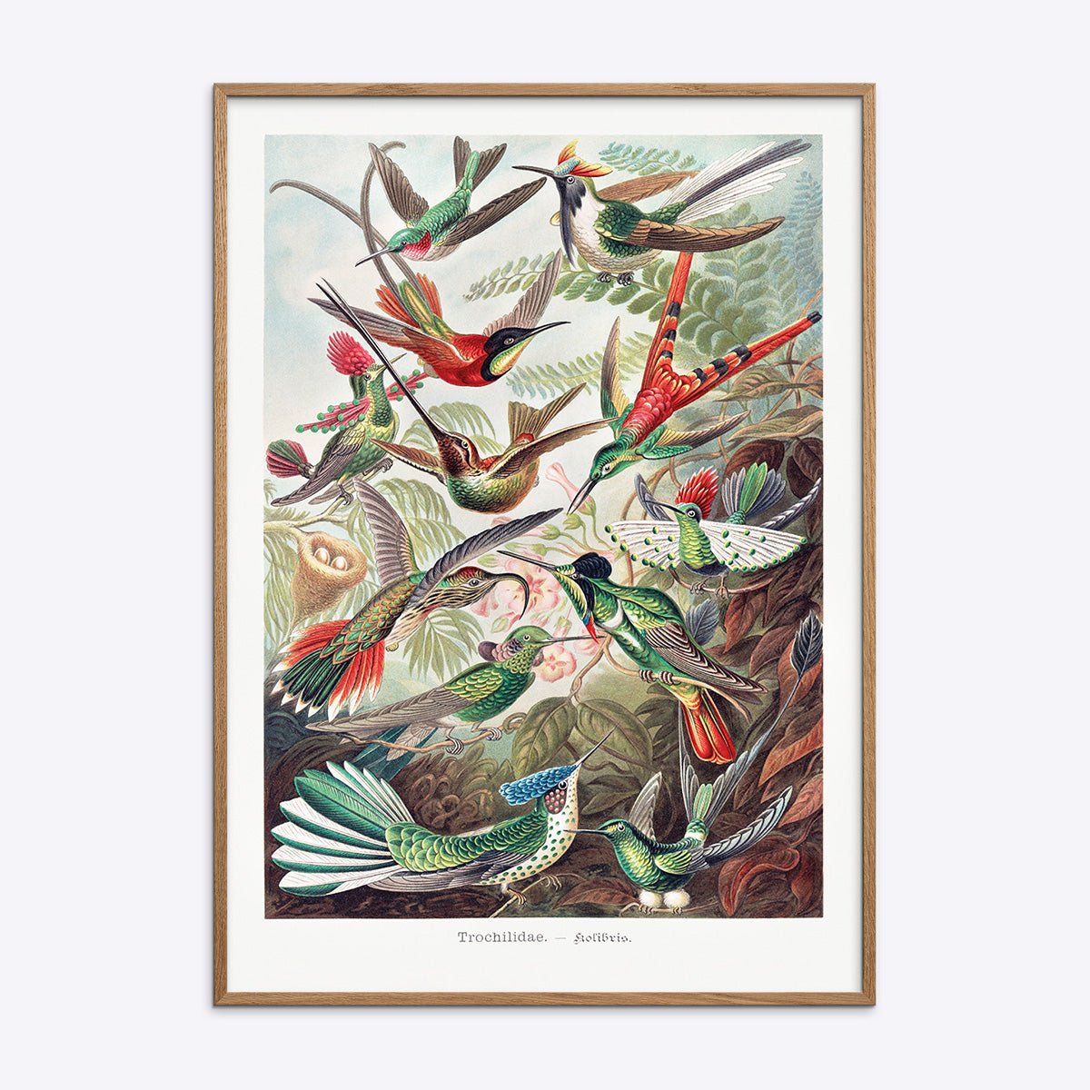 Hummingbirds plakat med vintage illustration af kolibrier i en natur egetræsramme fra Poster Society.