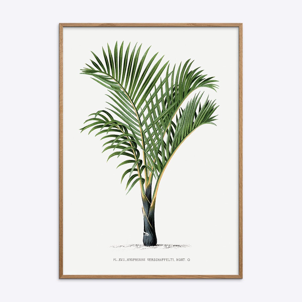 Plakat med Hyophorbe verschaffelti i naturlig træramme, perfekt til indretning med tropisk plantekunst.